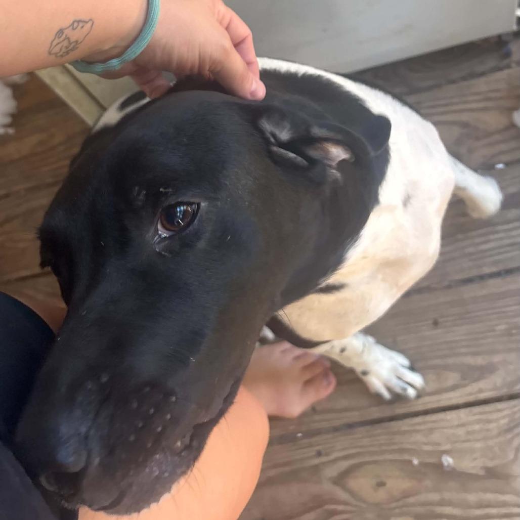 Enlarge River - Courtesy Post, a Adoptable German Shorthaired Pointer in Gulfport, MS image 2/4