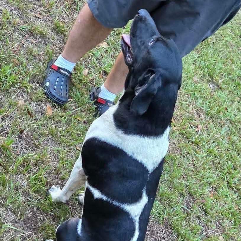 Enlarge River - Courtesy Post, a Adoptable German Shorthaired Pointer in Gulfport, MS image 3/4