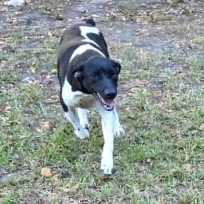 Enlarge River - Courtesy Post, a Adoptable German Shorthaired Pointer in Gulfport, MS image 4/4