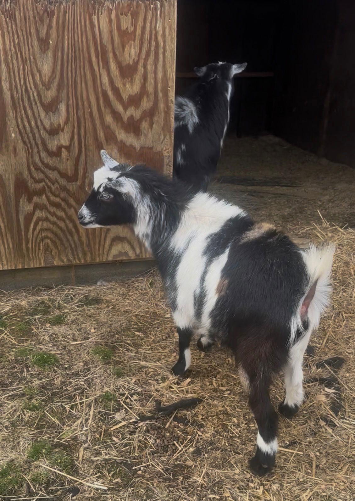 Festus & Fineous, Adoptable, Adult Male Goat.