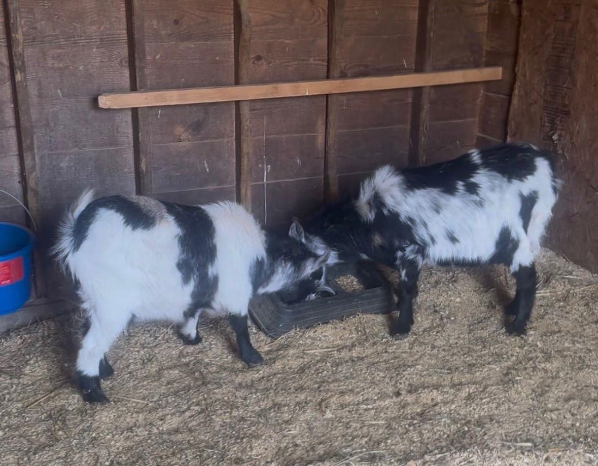 Enlarge Festus & Fineous, a Adoptable Goat in Mouth Of Wilson, VA image 2/3