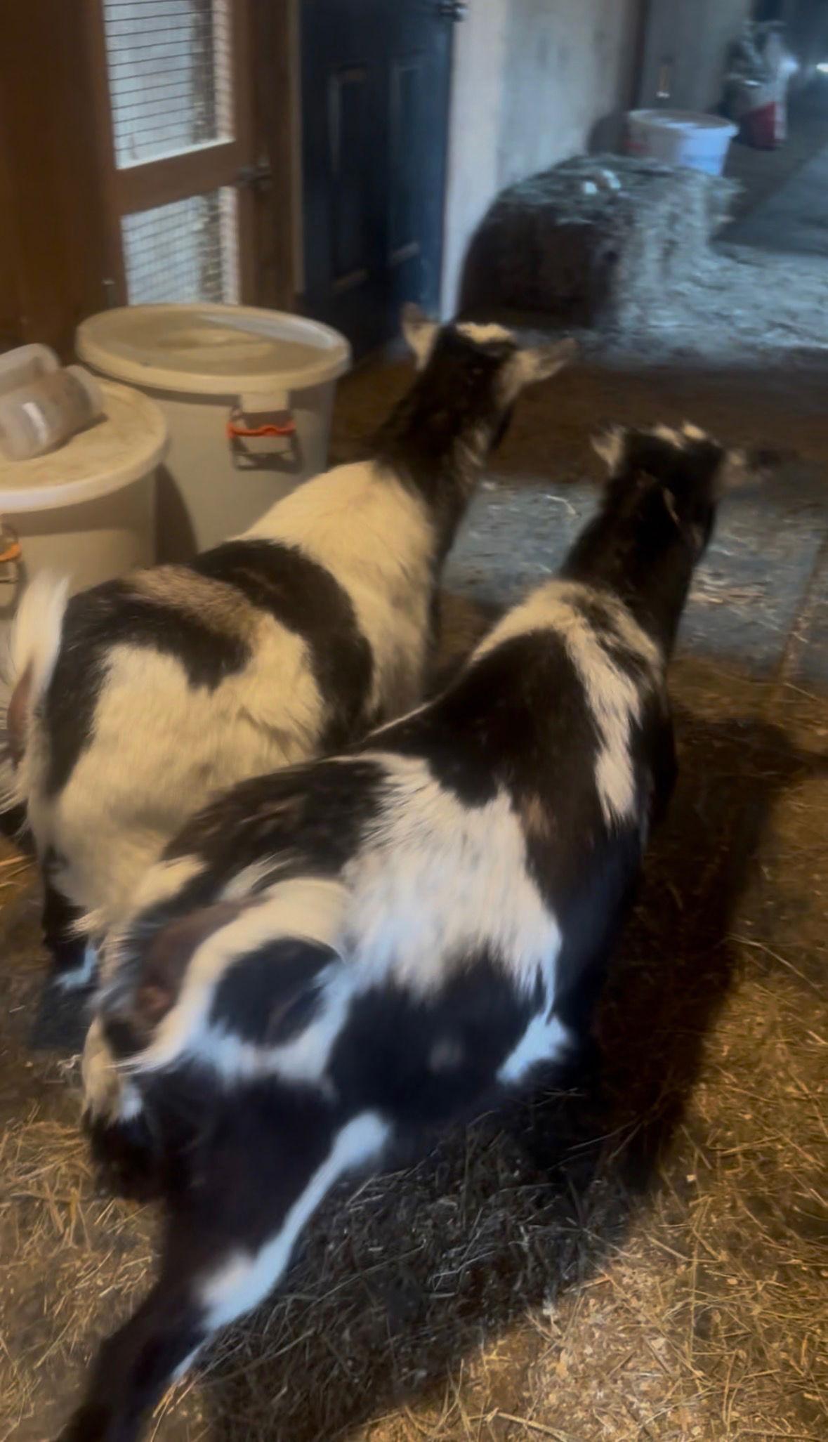 Enlarge Festus & Fineous, a Adoptable Goat in Mouth Of Wilson, VA image 3/3