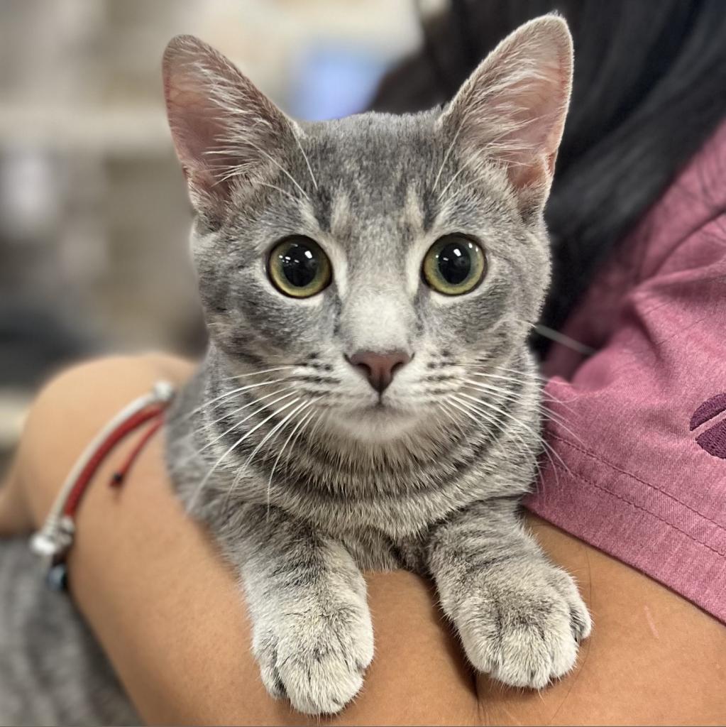 Sweetheart — thumbnail 2