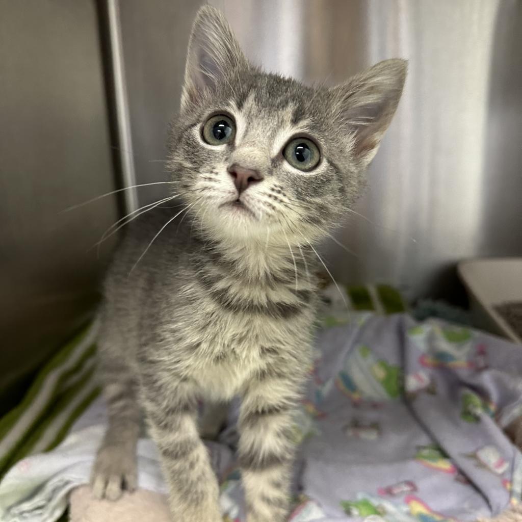 Sweetheart — thumbnail 4