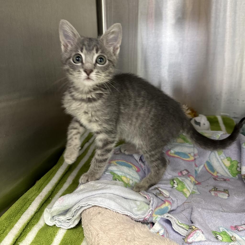 Sweetheart — thumbnail 5