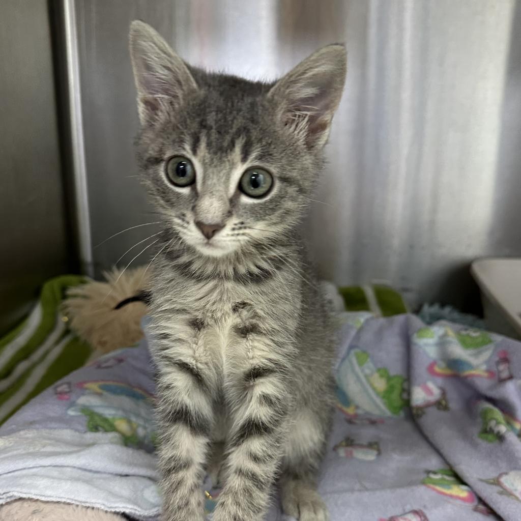 Sweetheart — thumbnail 6