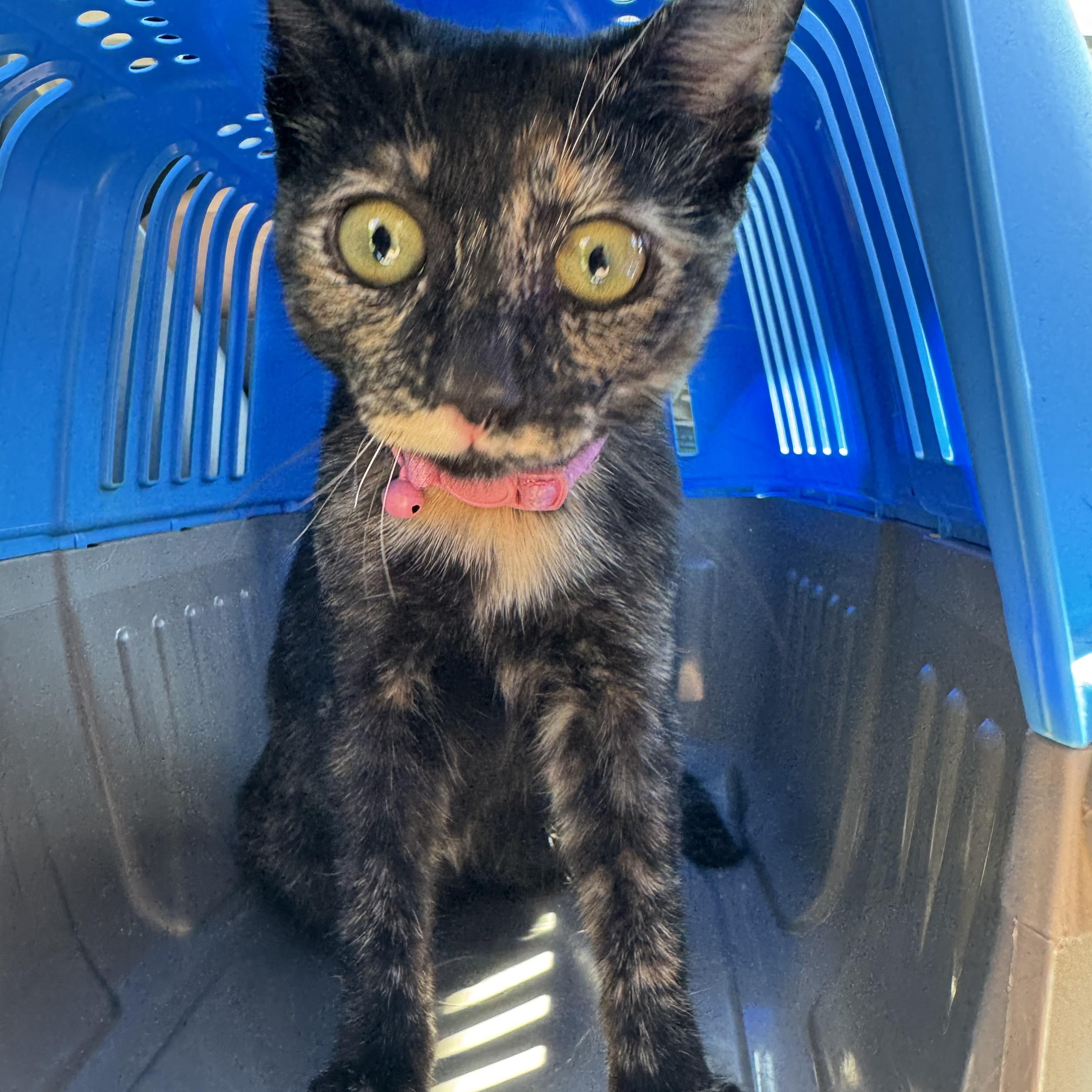 Enlarge Cinnamon, a Adopted Domestic Short Hair in Santa Ana, CA image 4/6