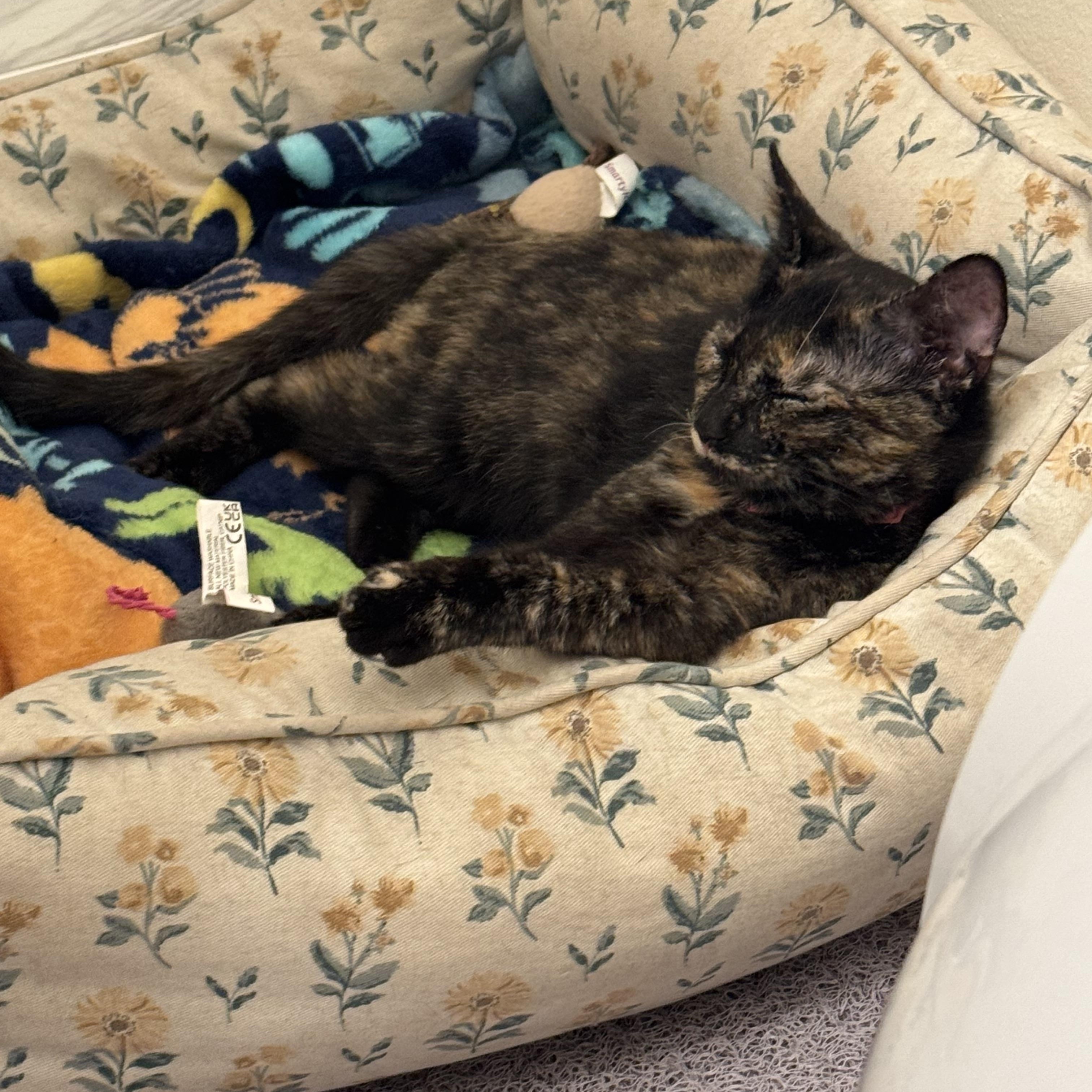 Enlarge Cinnamon, a Adopted Domestic Short Hair in Santa Ana, CA image 3/6