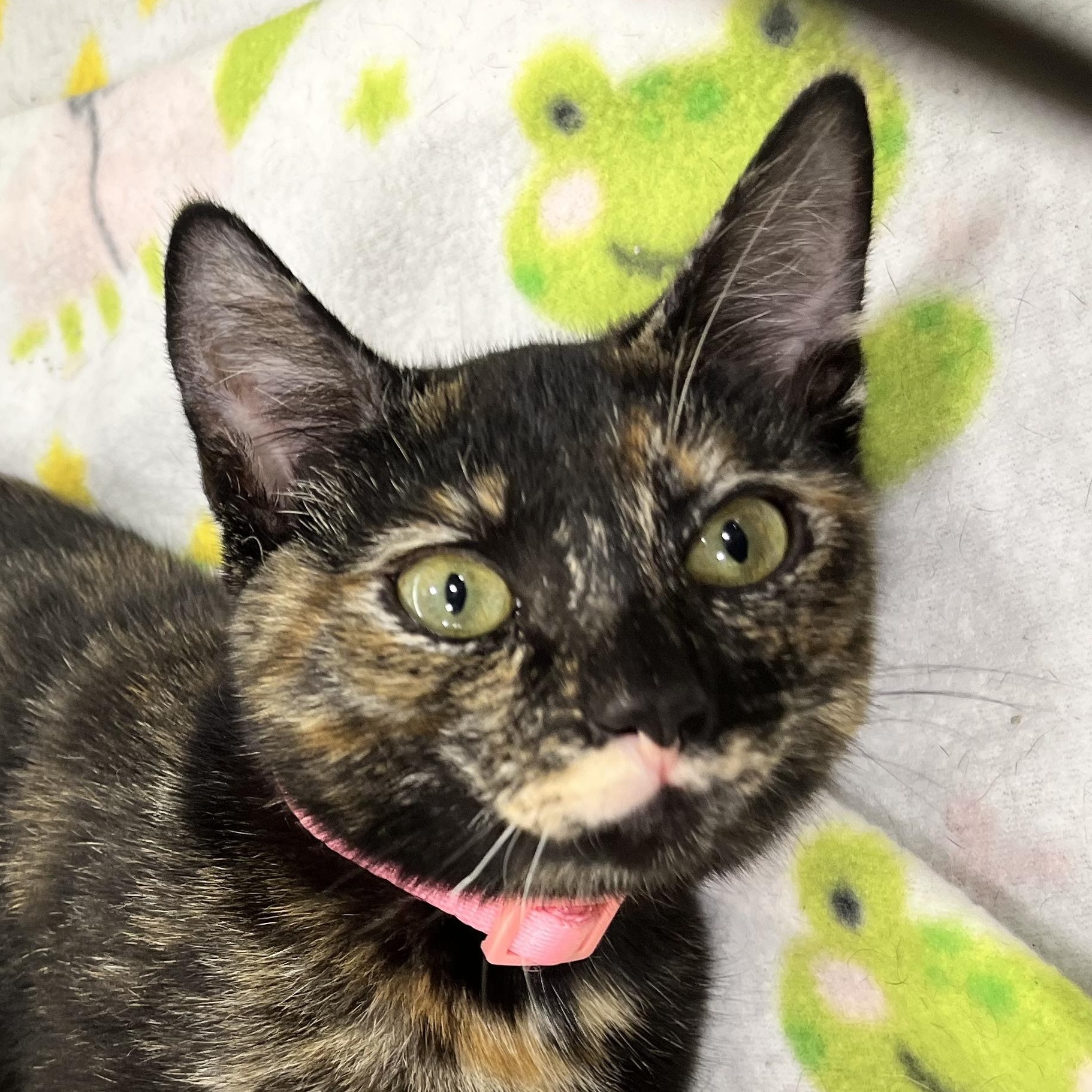 Cinnamon, Adopted, Kitten Female Domestic Short Hair.
