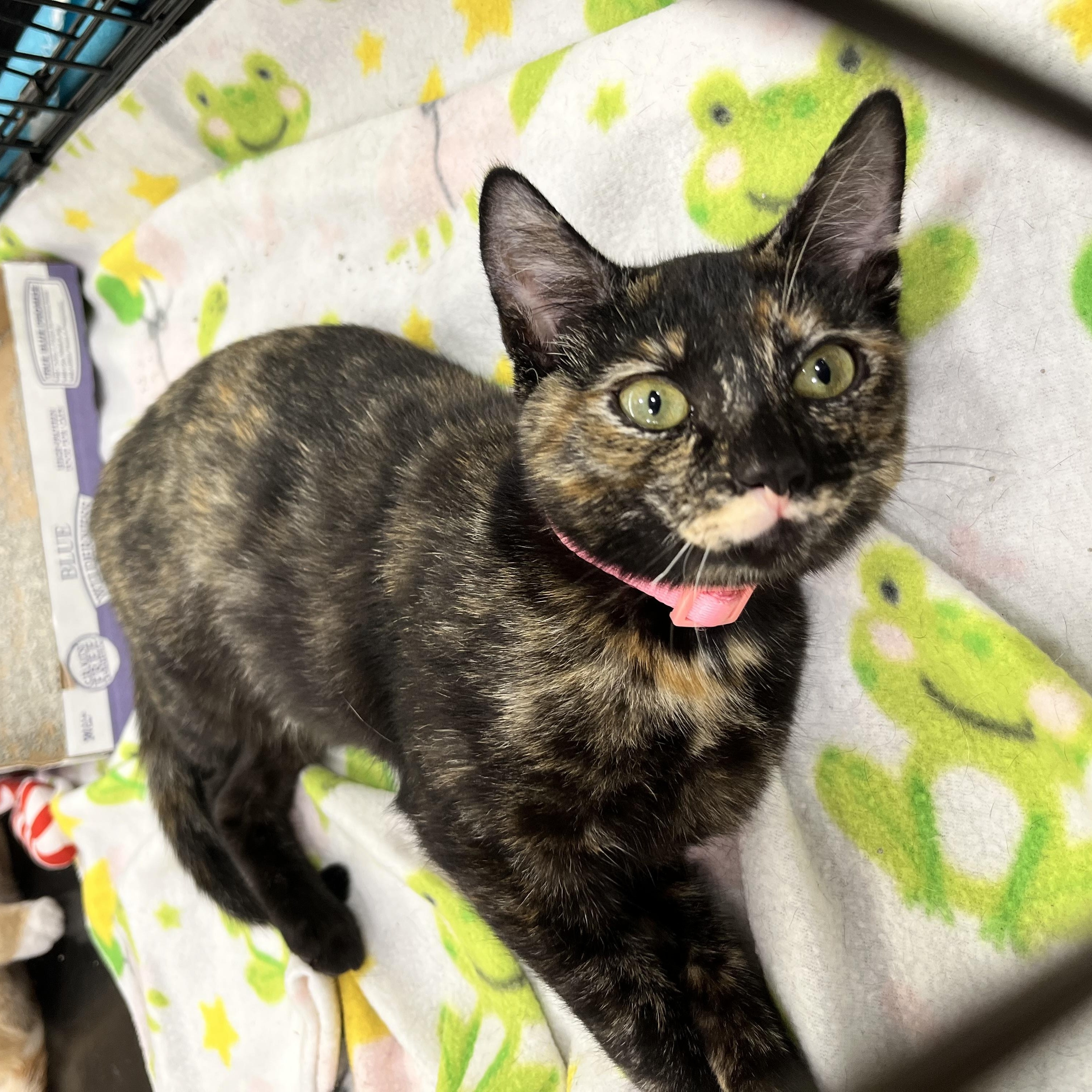 Enlarge Cinnamon, a Adopted Domestic Short Hair in Santa Ana, CA image 2/6
