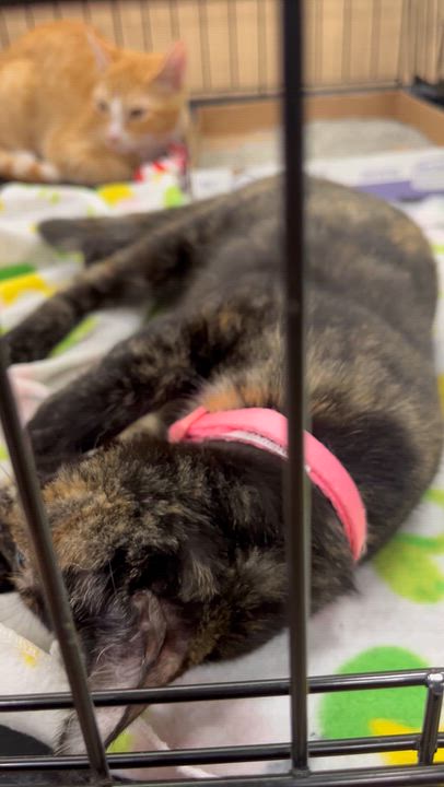 Enlarge Cinnamon, a Adopted Domestic Short Hair in Santa Ana, CA video 5/6