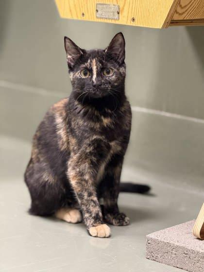 Dream Girl, Adoptable, Kitten Female Domestic Short Hair & Domestic Short Hair.