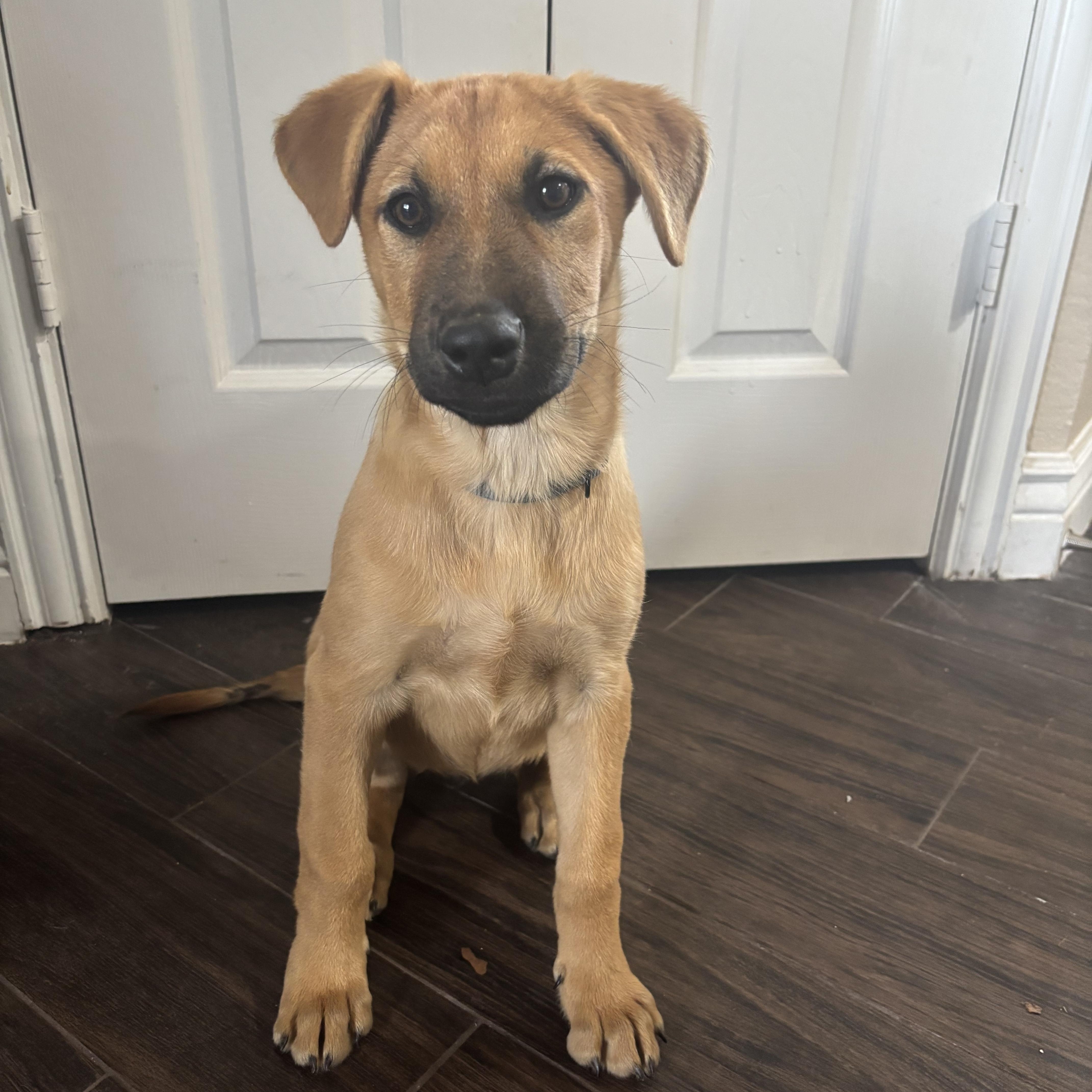 Hazel, adopted, Puppy Female Black Mouth Cur & Labrador Retriever.