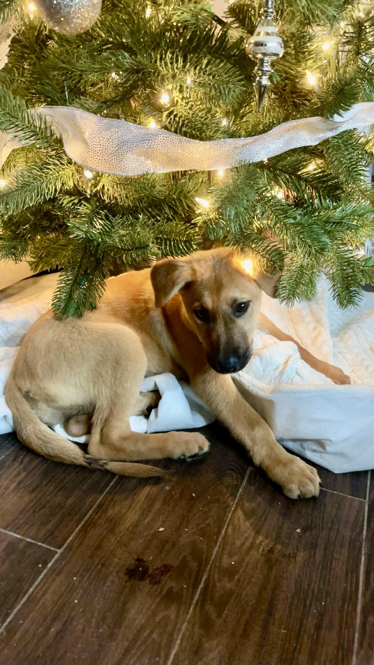 Hazel, an adopted mixed breed in Coppell, TX image 2/2