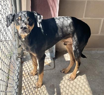 Enlarge Falco, a Adoptable mixed breed in Cibolo, TX image 1/1
