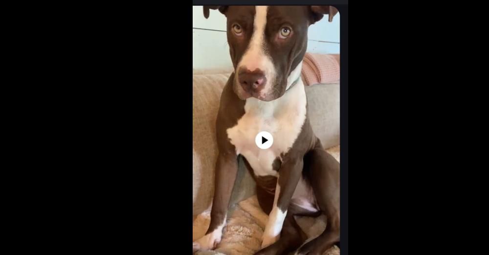 Lucky Dog, Adoptable, Young Male Hound & Pit Bull Terrier.