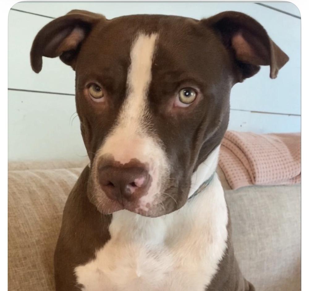 Lucky Dog, a Adoptable mixed breed in Dallas, TX image 2/4