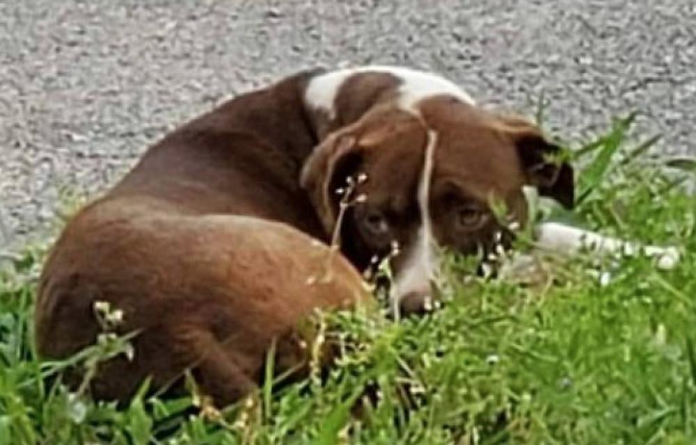 Enlarge Lucky Dog, a Adoptable mixed breed in Dallas, TX image 2/3