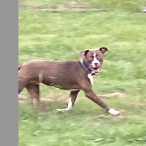 Enlarge Lucky Dog, a Adoptable mixed breed in Dallas, TX image 3/3