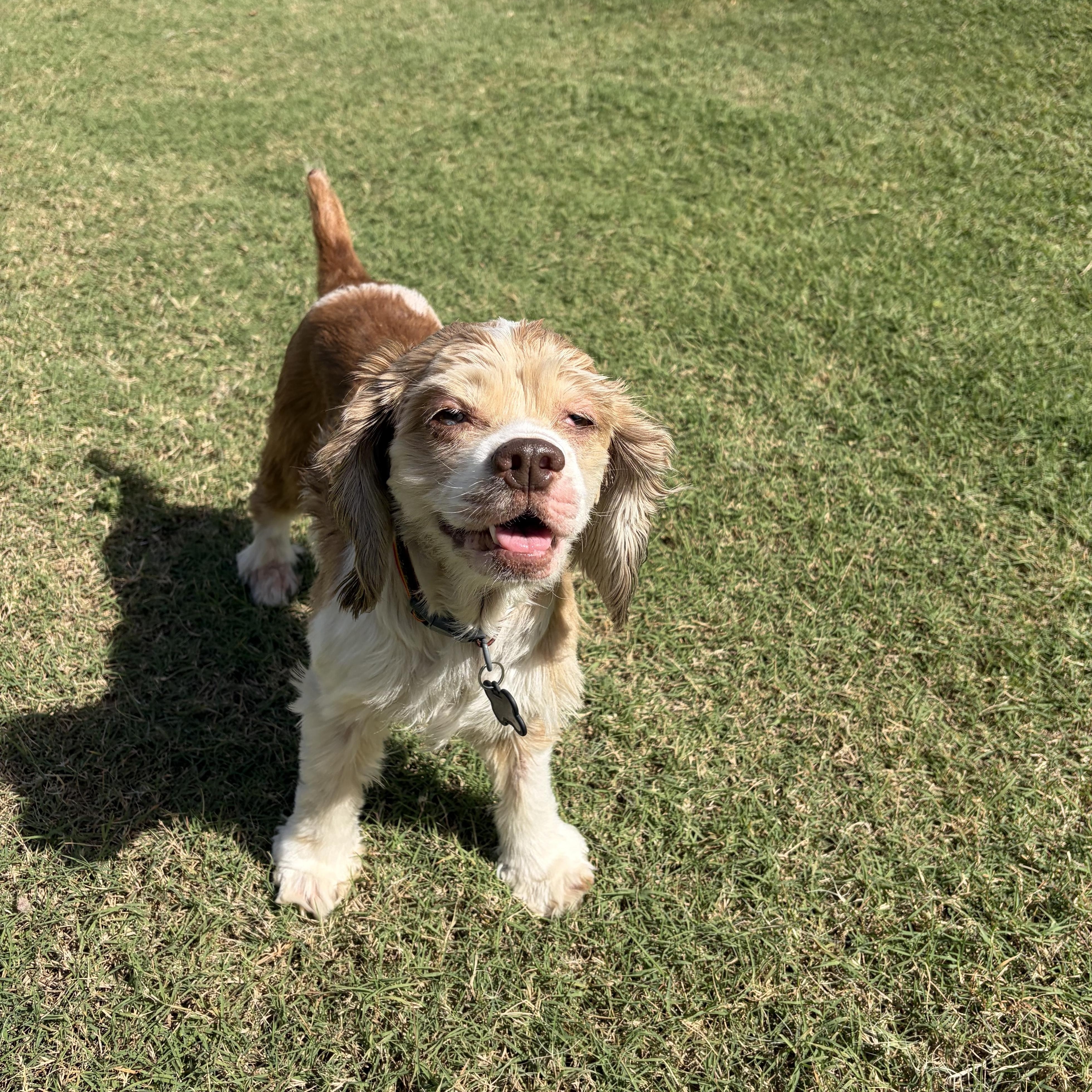 Enlarge BRIAR, a Adoptable Cocker Spaniel in Phoenix, AZ image 2/2
