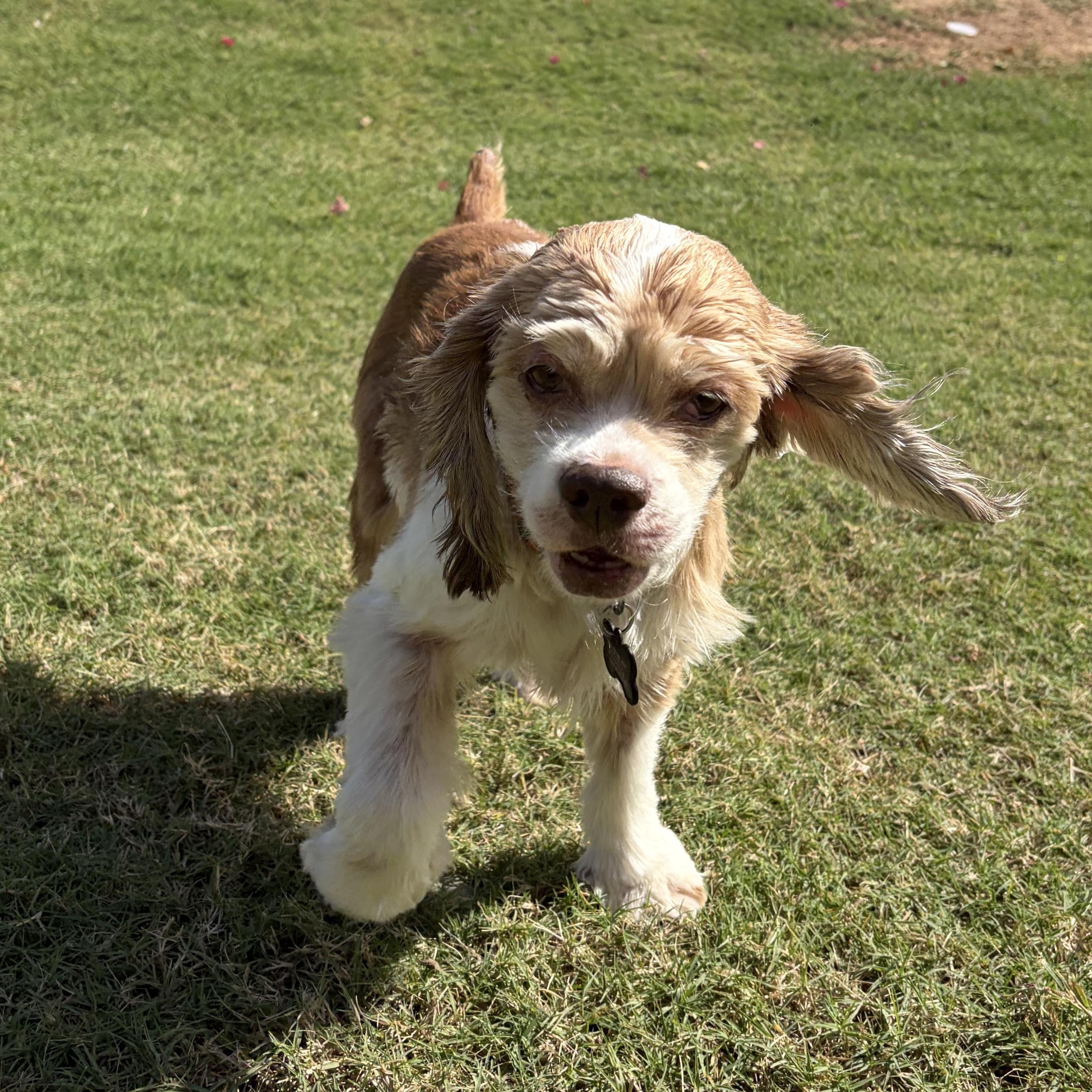 BRIAR, Adoptable, Adult Female Cocker Spaniel.