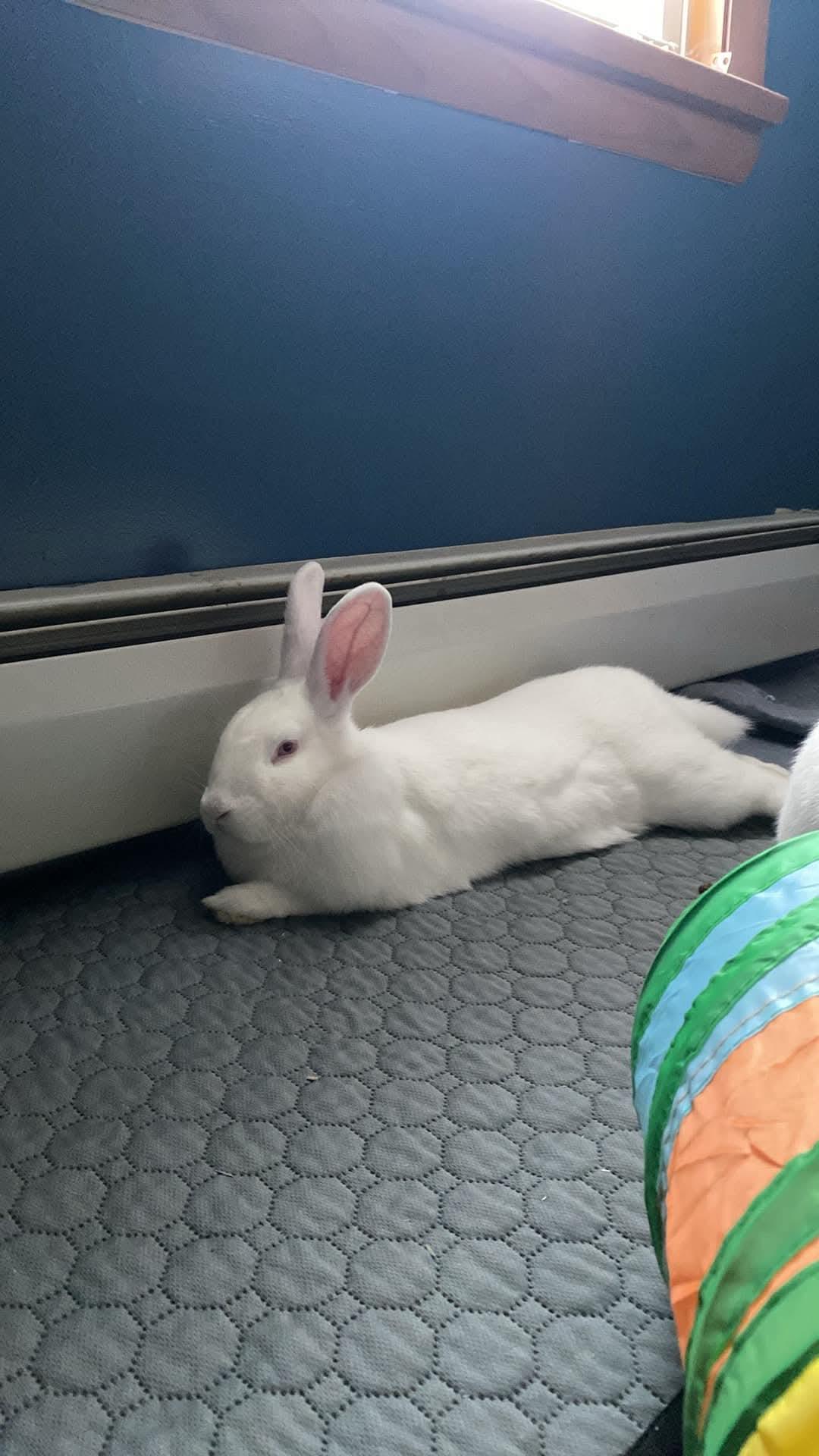 Christina Agul-Hare-A & Janis Hoplin, a Adoptable New Zealand in Wilkes-Barre, PA image 3/5