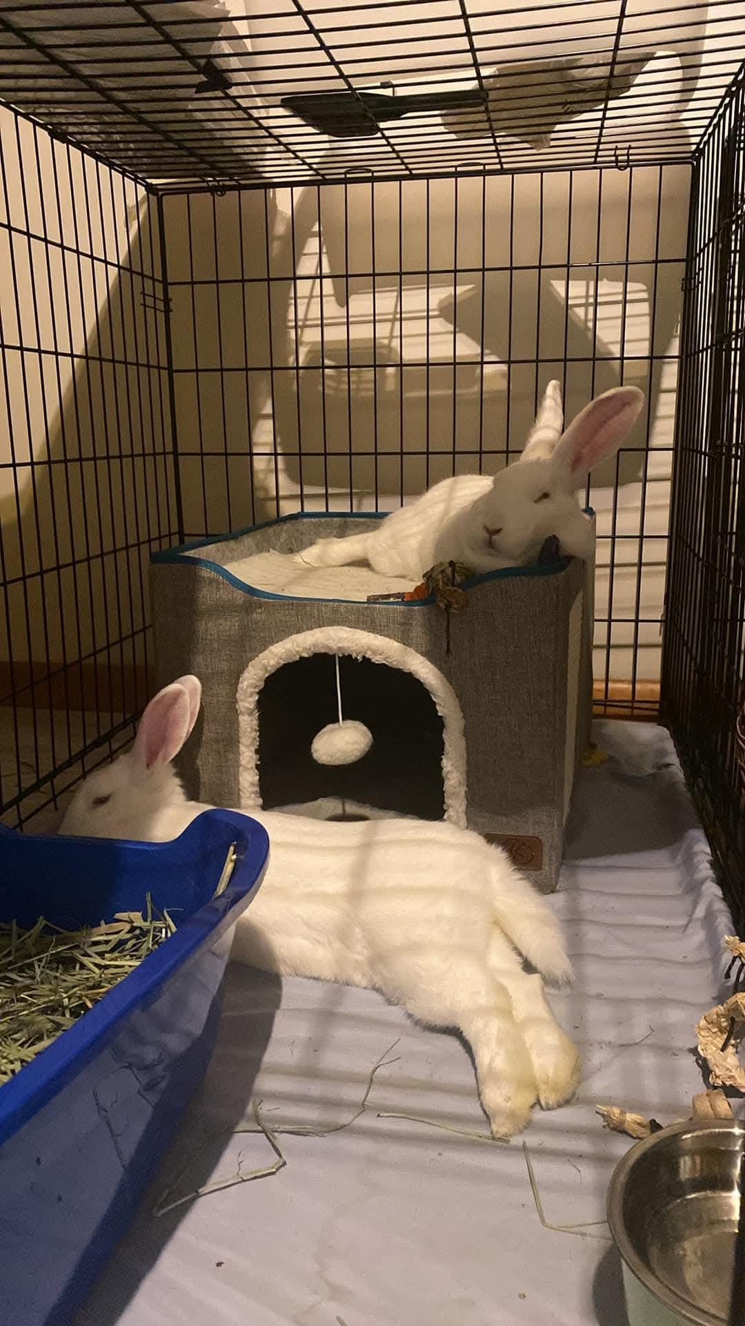 Christina Agul-Hare-A & Janis Hoplin, a Adoptable New Zealand in Wilkes-Barre, PA image 4/5