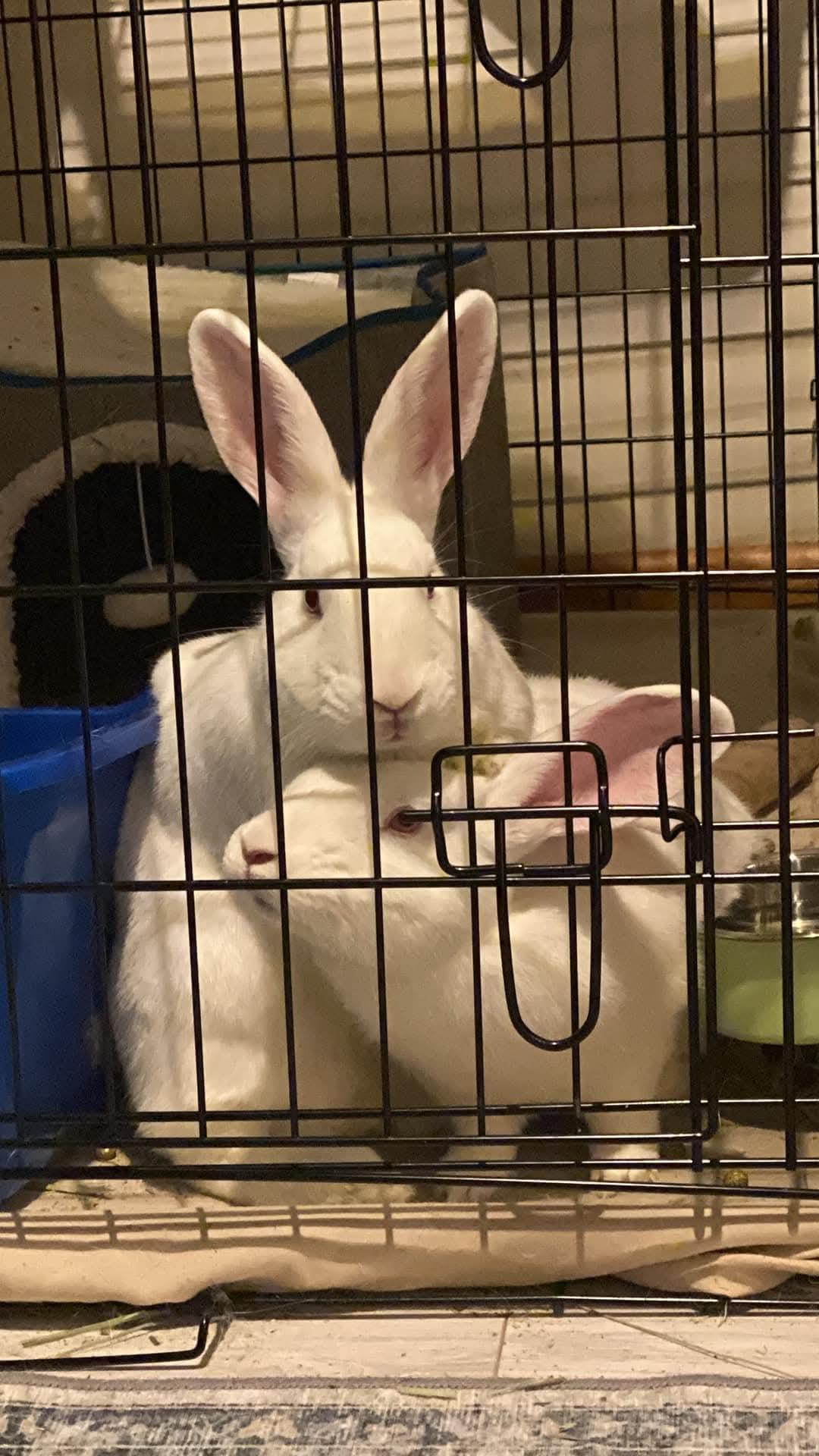 Christina Agul-Hare-A & Janis Hoplin, a Adoptable New Zealand in Wilkes-Barre, PA image 2/5