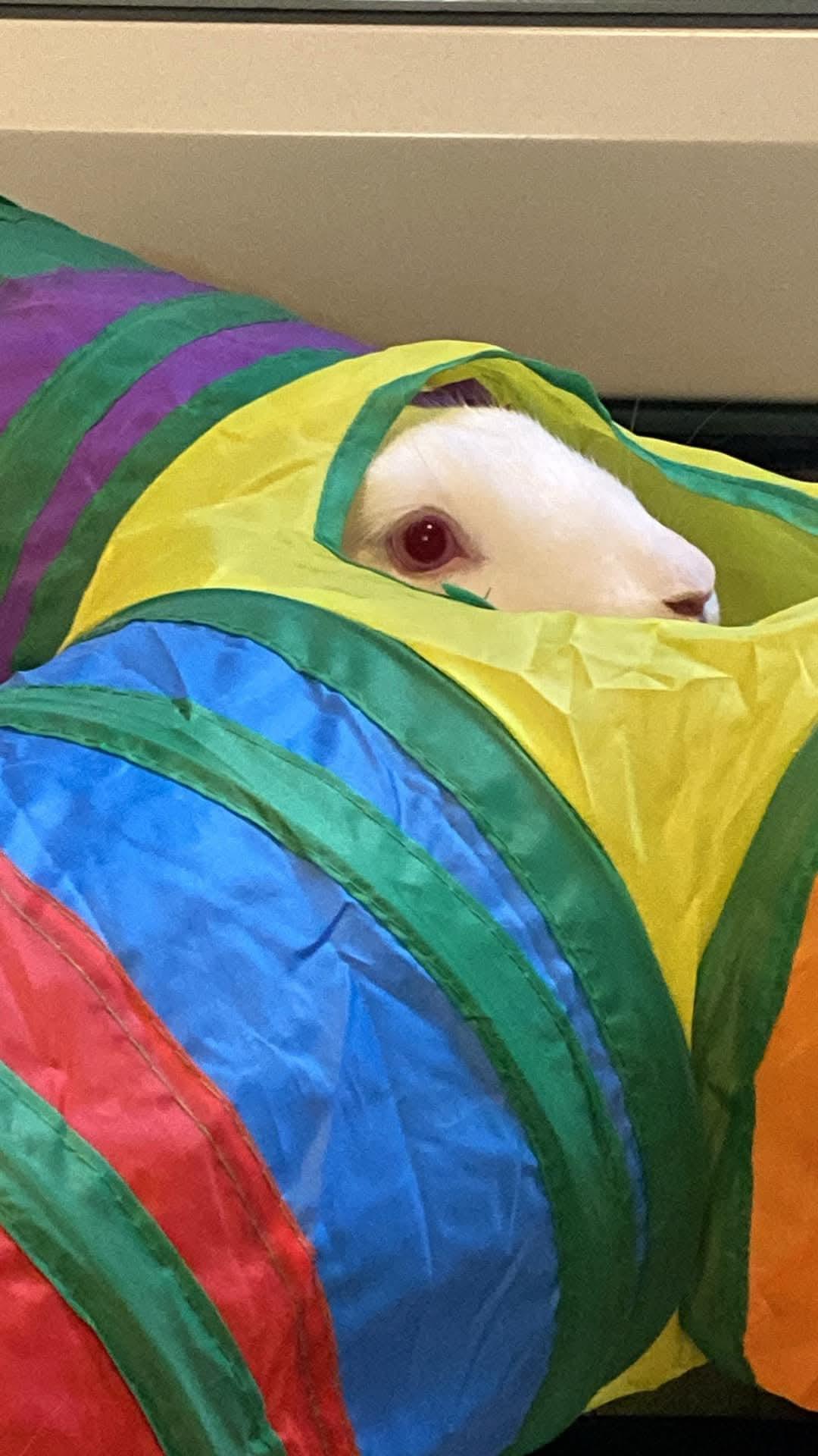 Christina Agul-Hare-A & Janis Hoplin, a Adoptable New Zealand in Wilkes-Barre, PA image 5/5