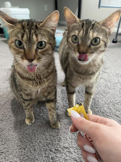 Enlarge M&M & Lindale, a Adoptable mixed breed in AKRON, OH image 4/6