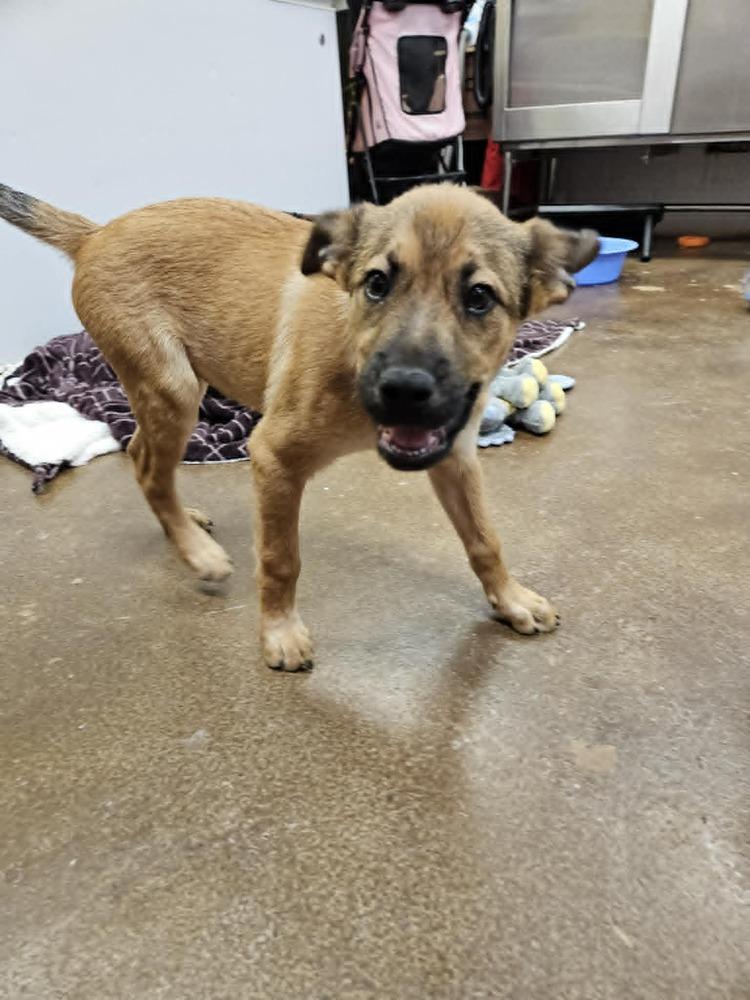 Scrappy, a Adoptable mixed breed in Deerfield, WI image 1/4