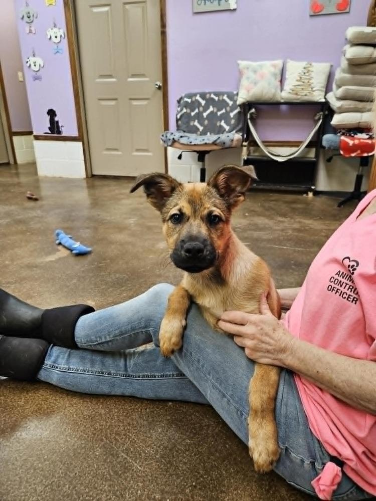 Scrappy, a Adoptable mixed breed in Deerfield, WI image 2/4