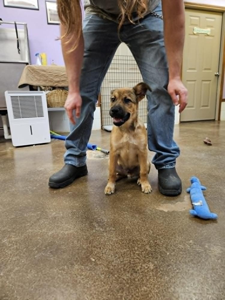 Scrappy, a Adoptable mixed breed in Deerfield, WI image 3/4