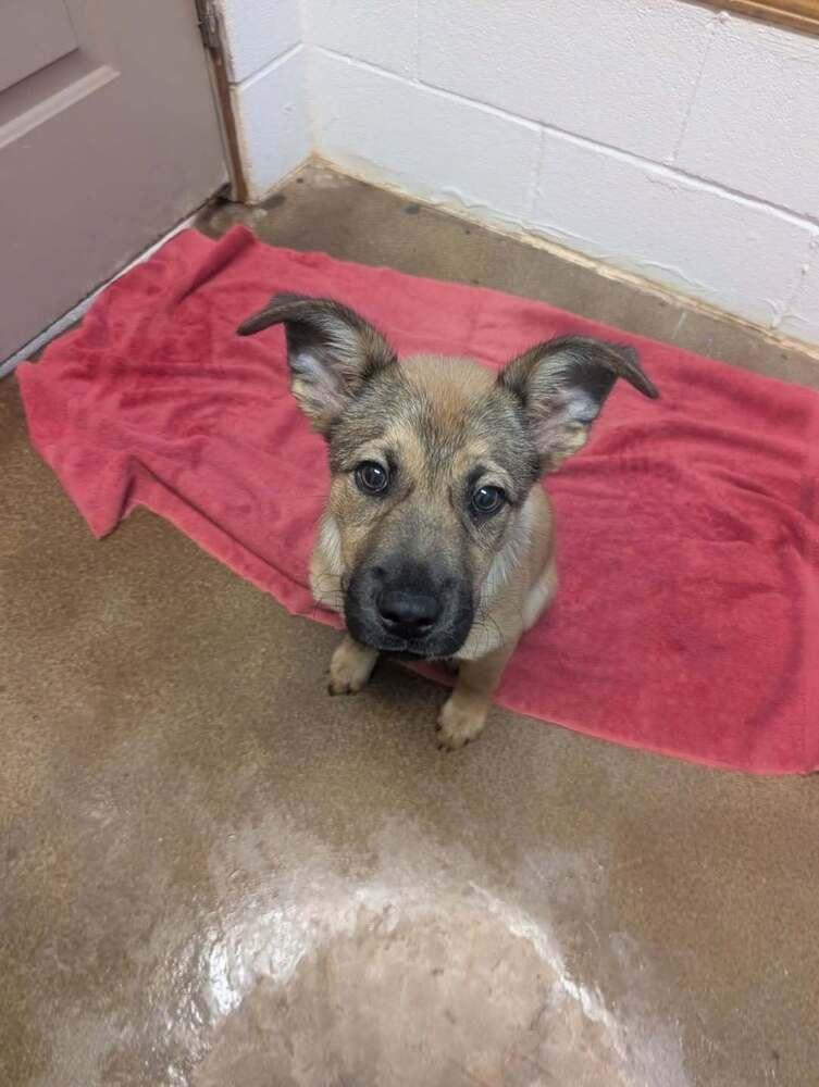 Scrappy, a Adoptable mixed breed in Deerfield, WI image 4/4