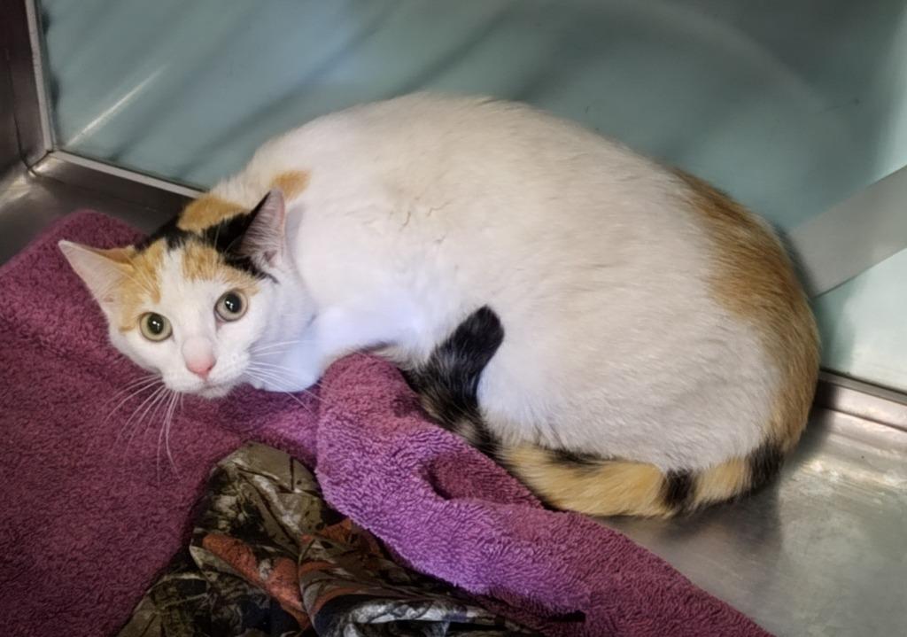 Gigi Purrez - Working Cat, Adoptable, Young Female Domestic Short Hair.