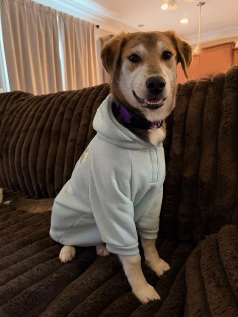 Honey, ADOPTABLE, Young Female Shepherd & Husky.