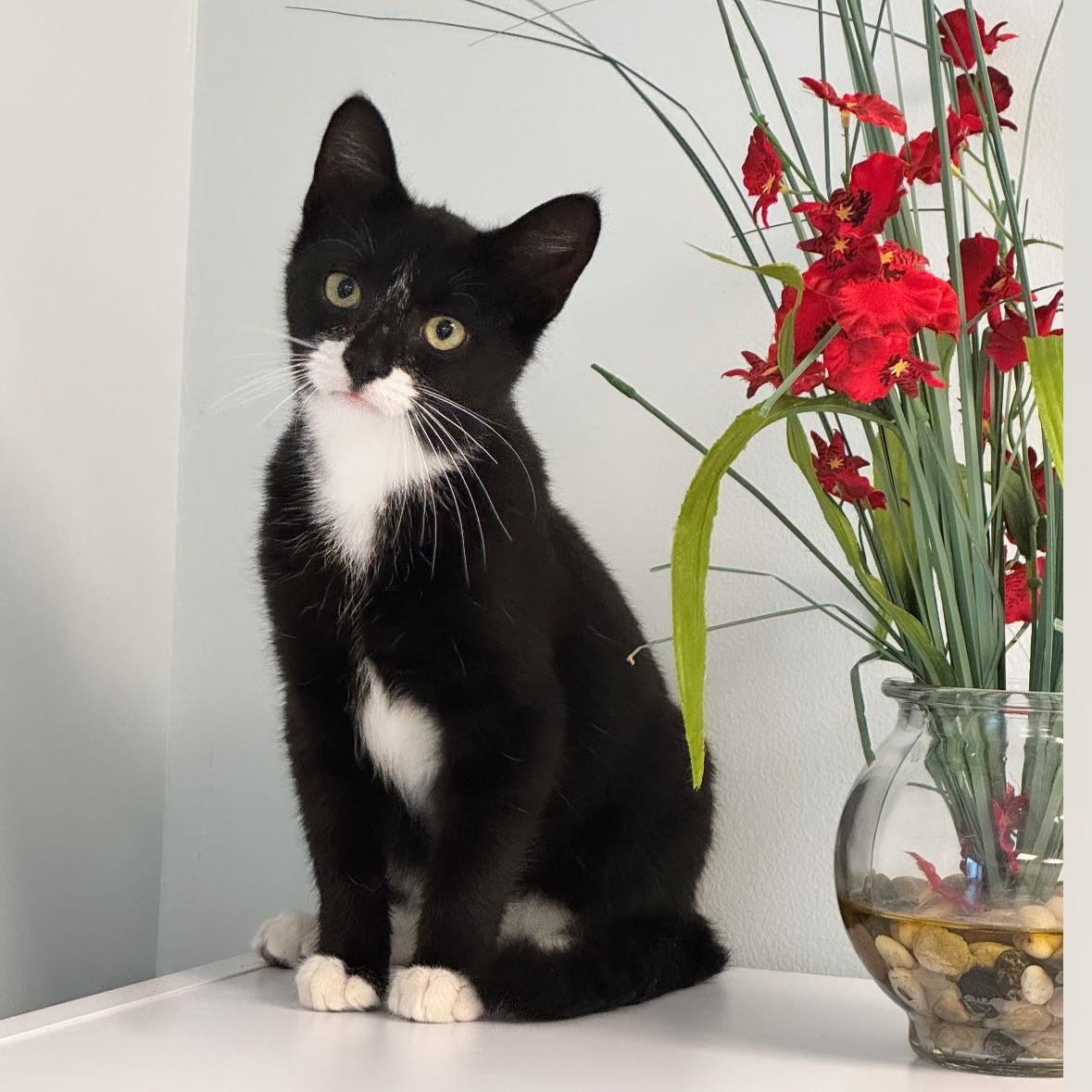 Doug, adopted, Young Male Domestic Short Hair.