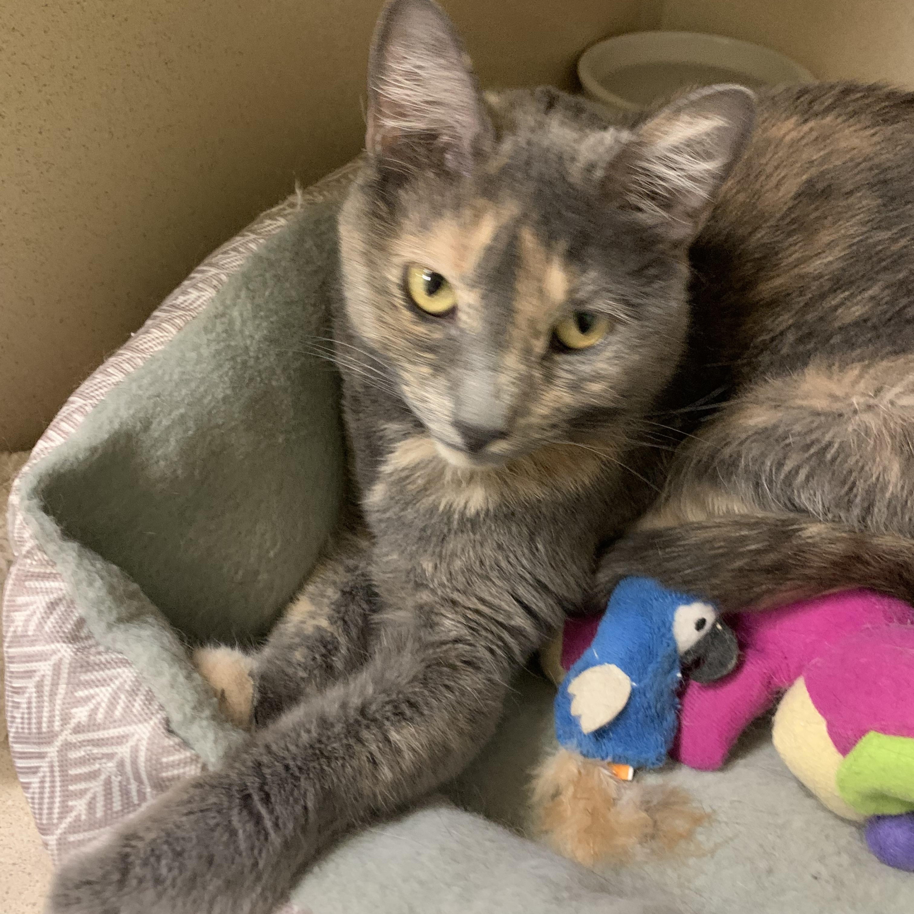 Stormy, a Adoptable Dilute Tortoiseshell in Thayne, WY image 1/6