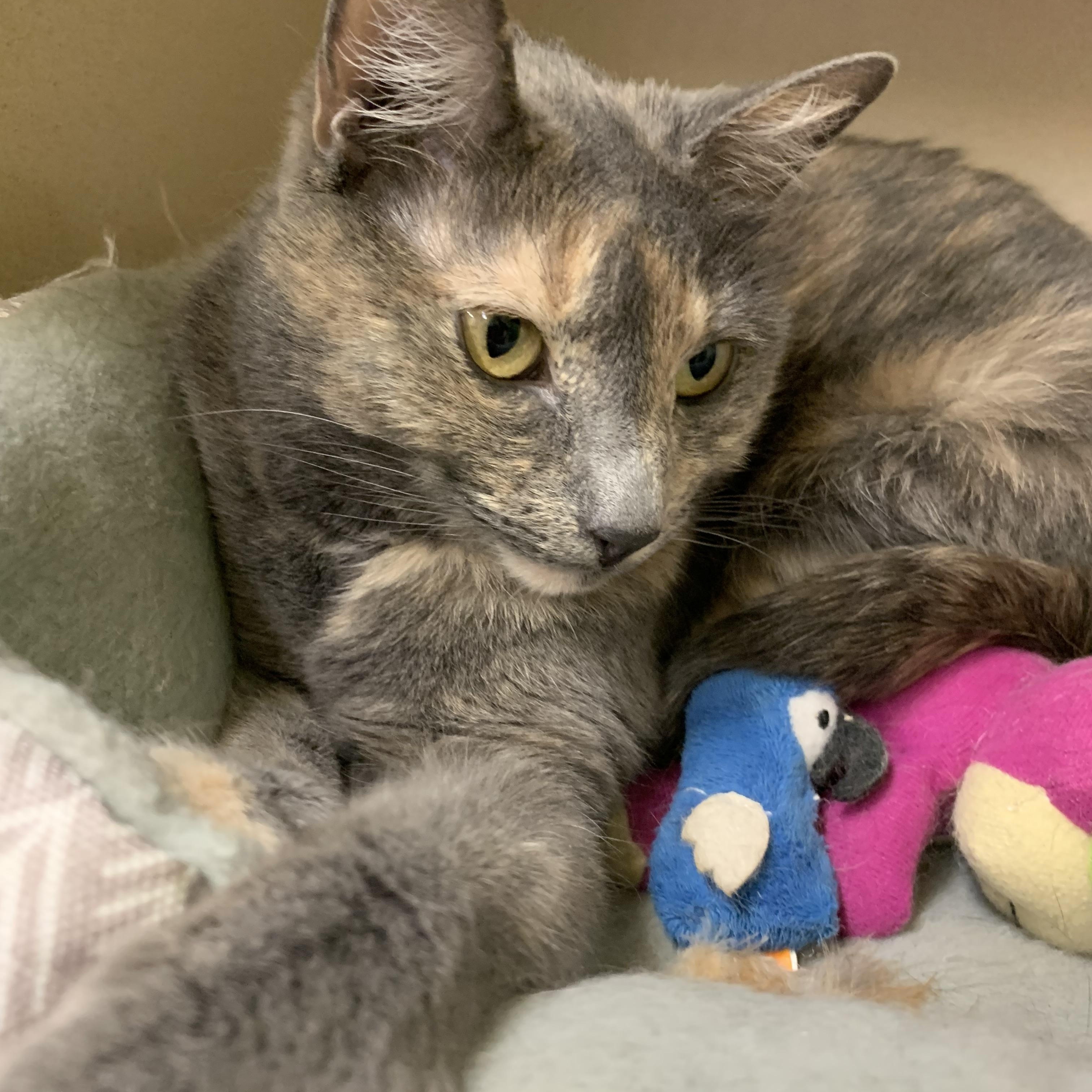Stormy, a Adoptable Dilute Tortoiseshell in Thayne, WY image 2/6