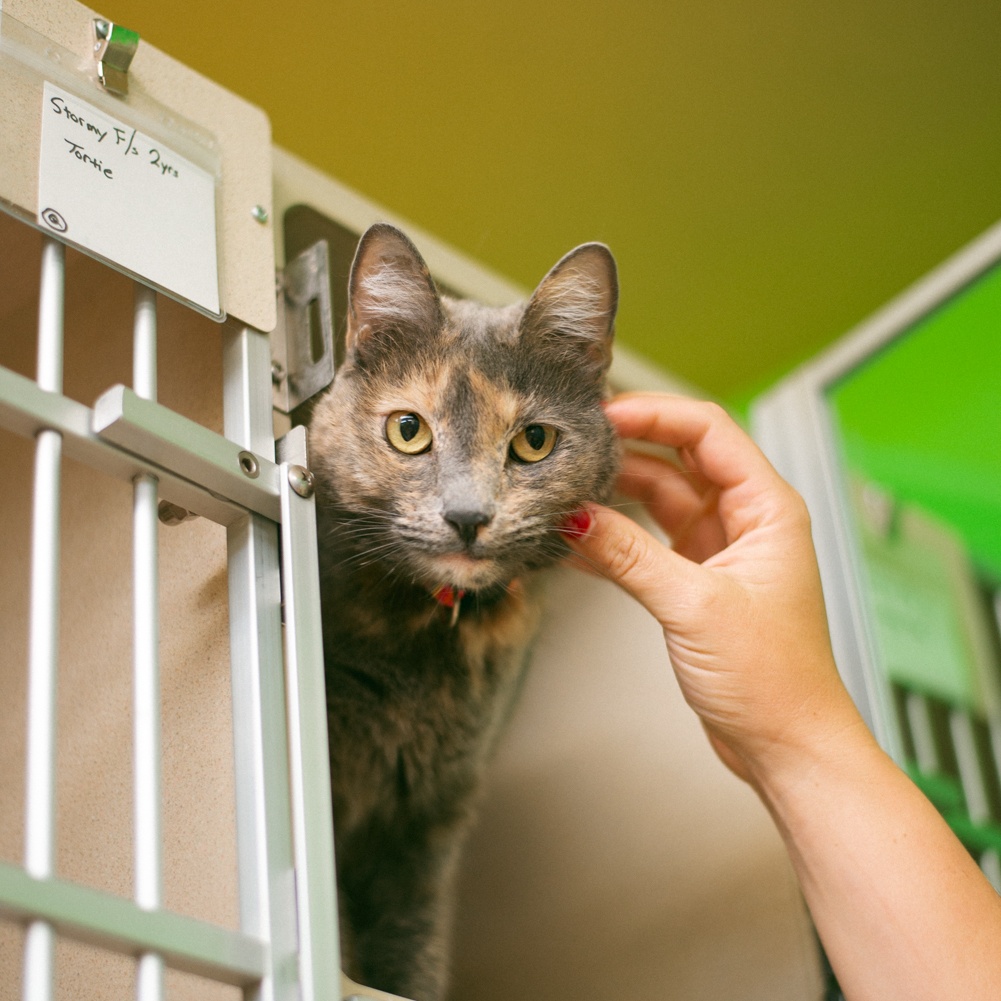 Stormy, a Adoptable Dilute Tortoiseshell in Thayne, WY image 4/6