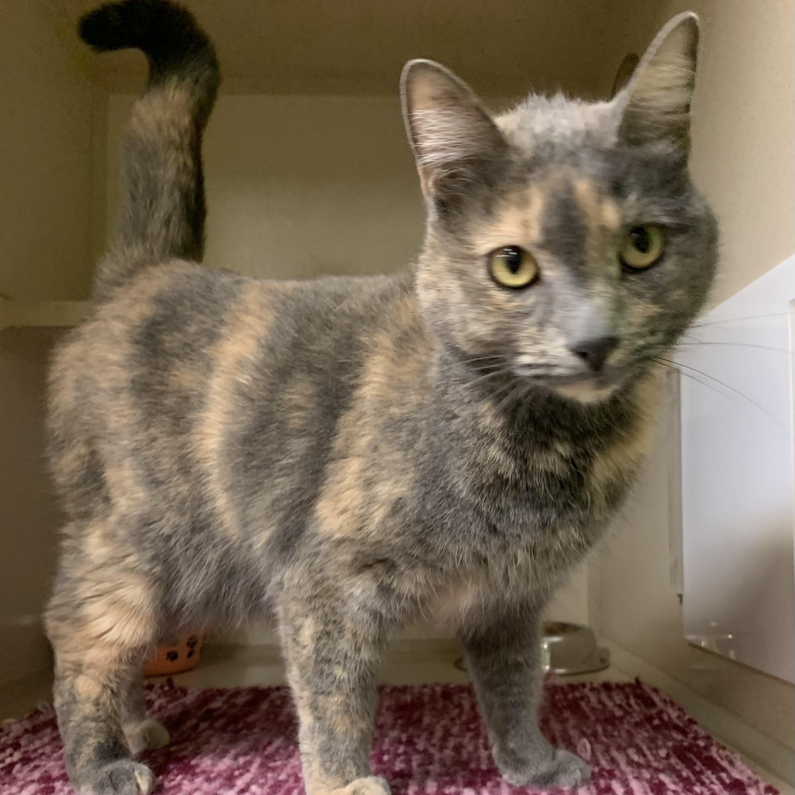 Stormy, a Adoptable Dilute Tortoiseshell in Thayne, WY image 3/6