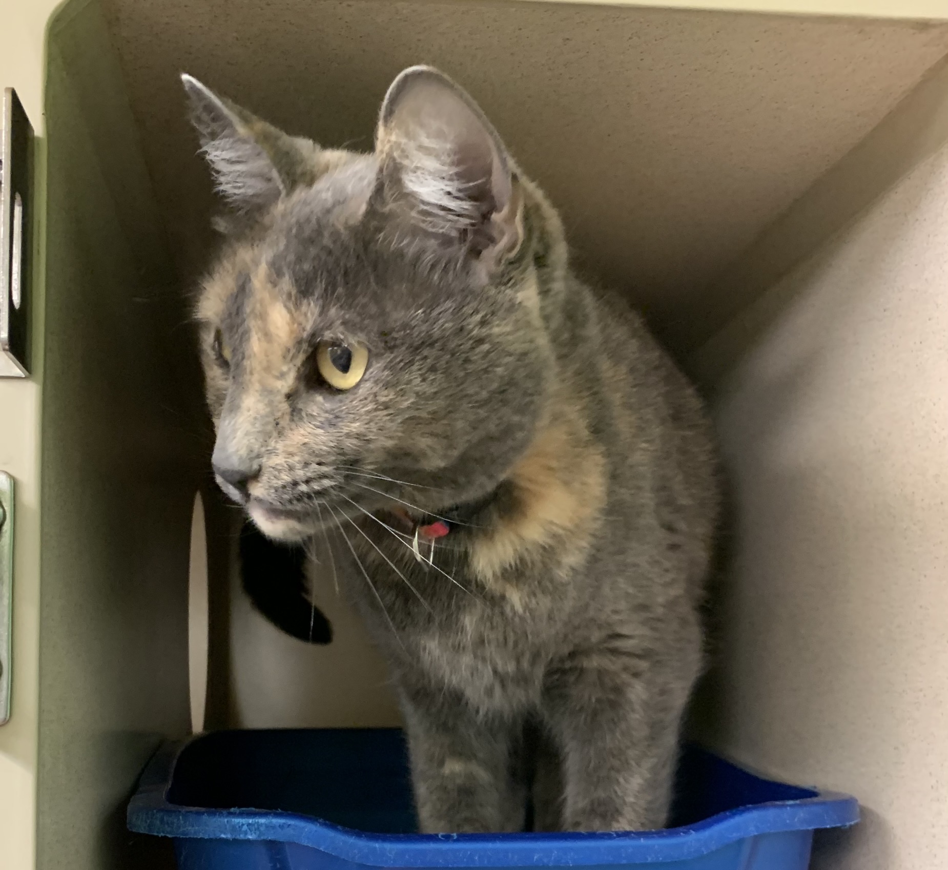 Stormy, a Adoptable Dilute Tortoiseshell in Thayne, WY image 5/6