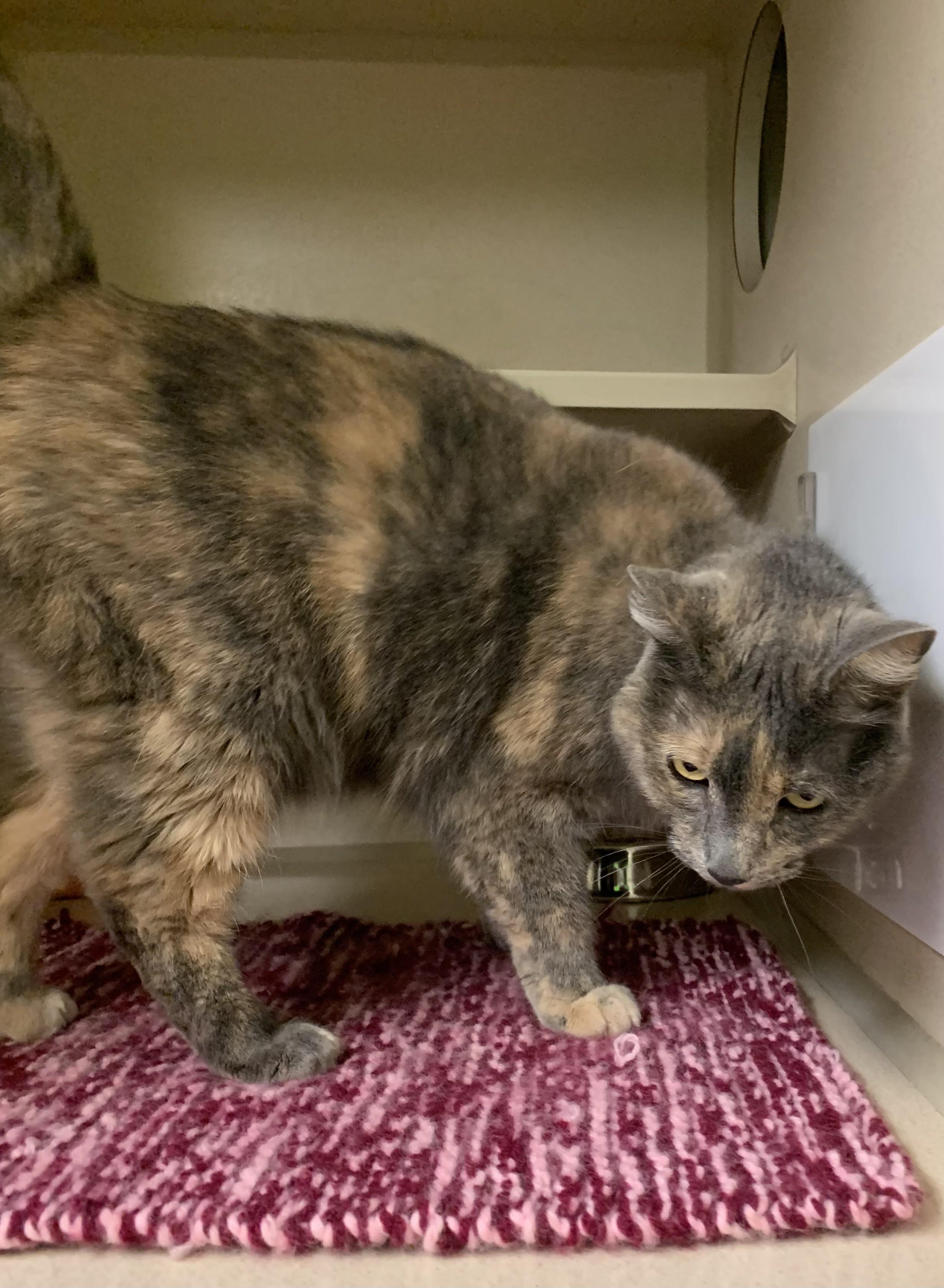 Stormy, a Adoptable Dilute Tortoiseshell in Thayne, WY image 6/6