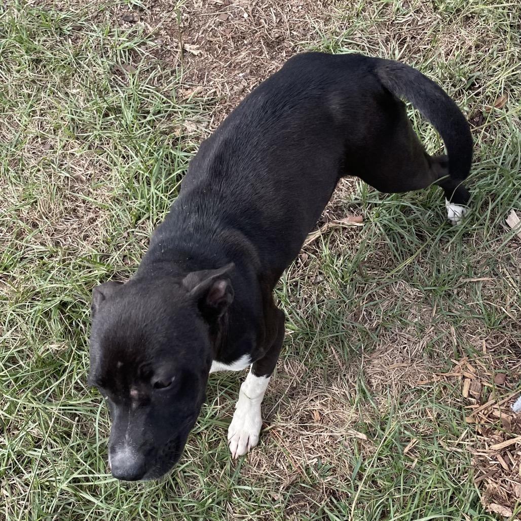 Lulu, Adoptable, Young Female Pit Bull Terrier & Black Labrador Retriever.