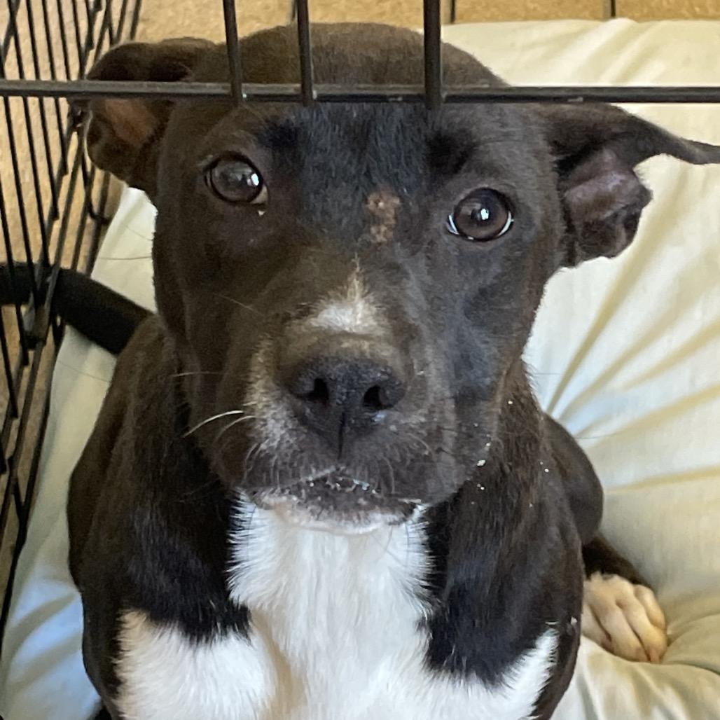 Enlarge Lulu, a Adoptable mixed breed in Tuscaloosa, AL image 2/5