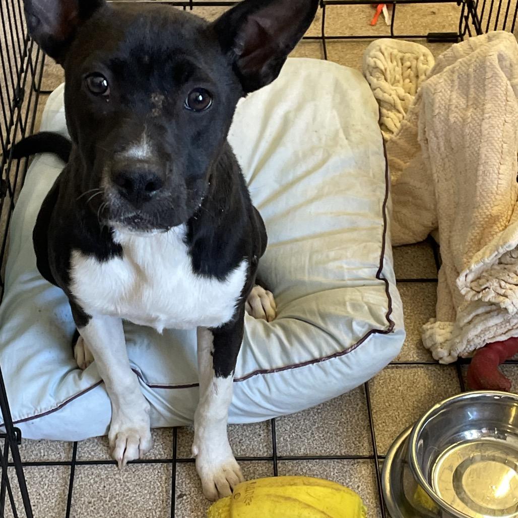 Enlarge Lulu, a Adoptable mixed breed in Tuscaloosa, AL image 3/5