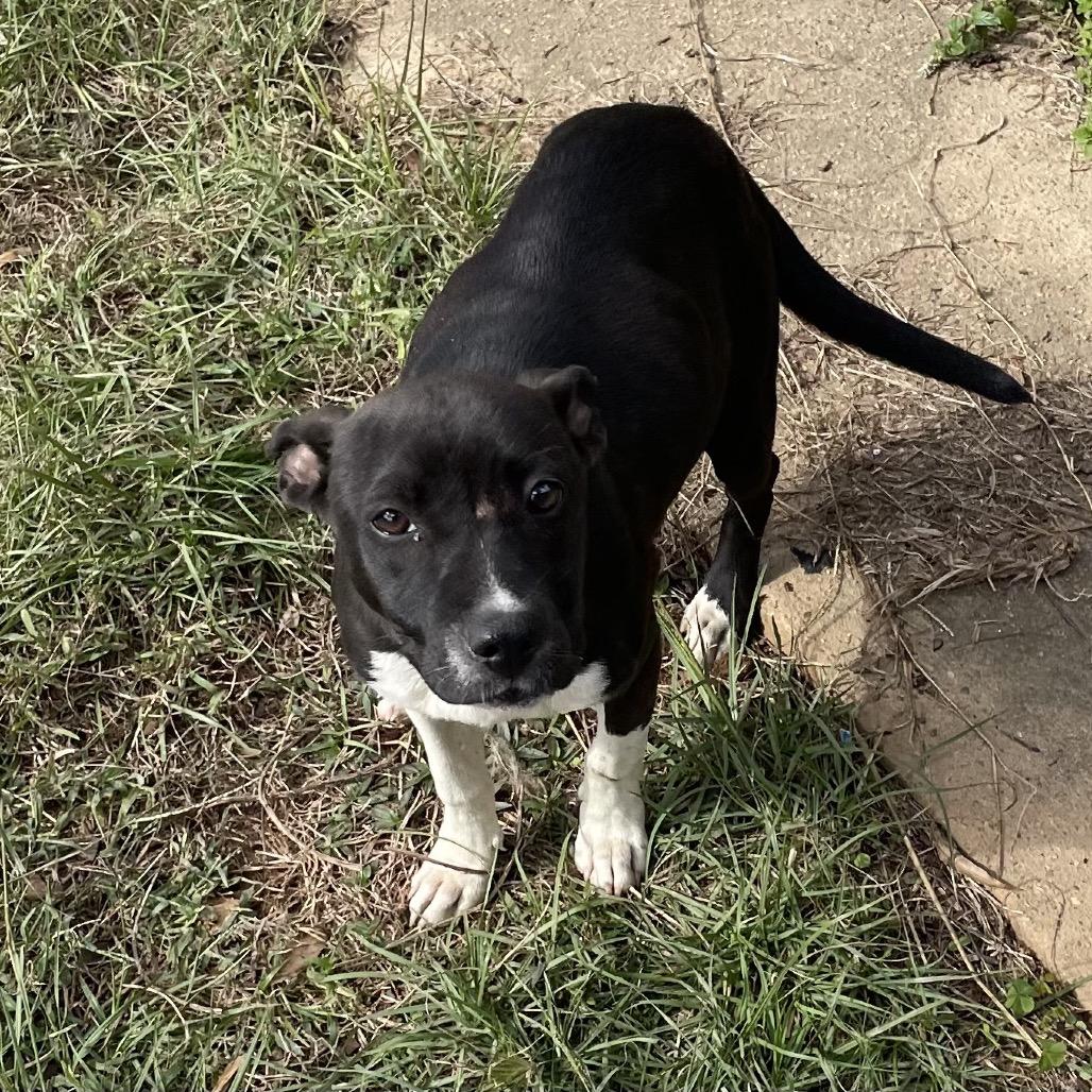 Enlarge Lulu, a Adoptable mixed breed in Tuscaloosa, AL image 4/5