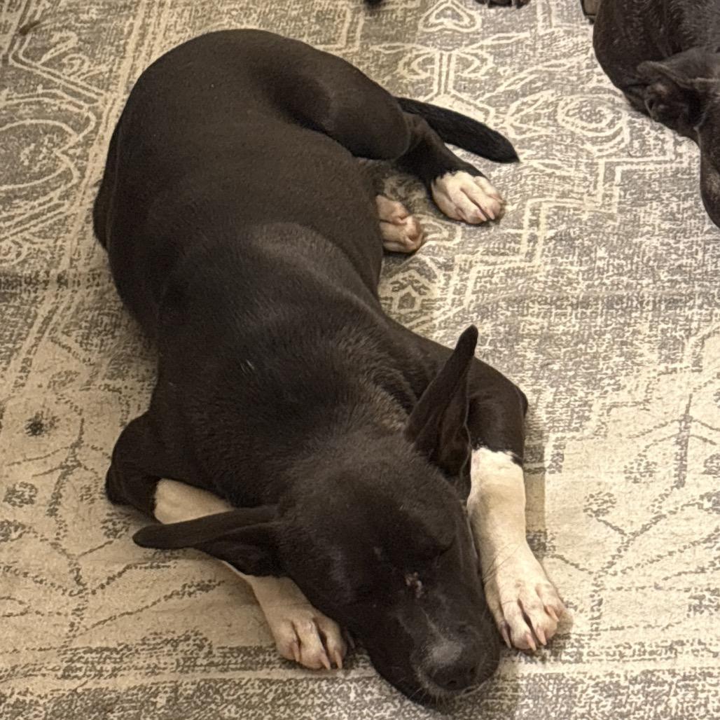 Enlarge Lulu, a Adoptable mixed breed in Tuscaloosa, AL image 5/5