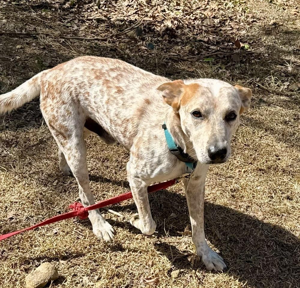 Enlarge Cameo, a Adoptable mixed breed in Waterbury, CT image 2/3