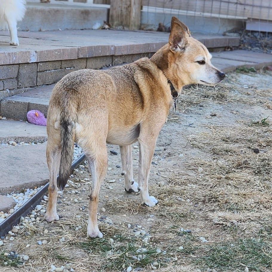 Sudds, Adoptable, Senior Male Labrador Retriever & Mixed Breed.